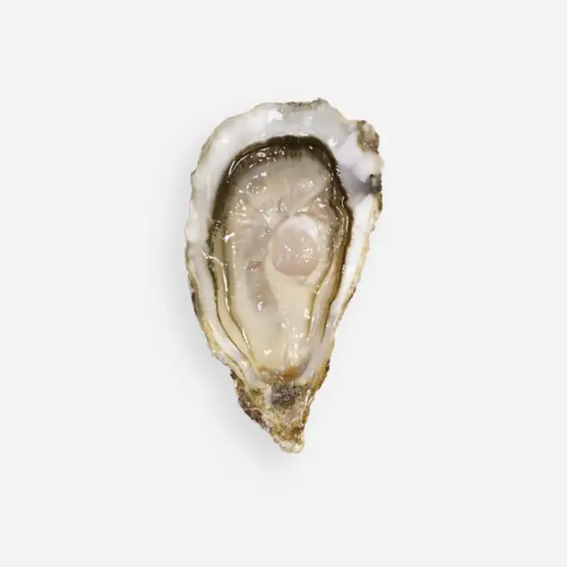 Ostras CLARA (Fine de Claire) de Francia