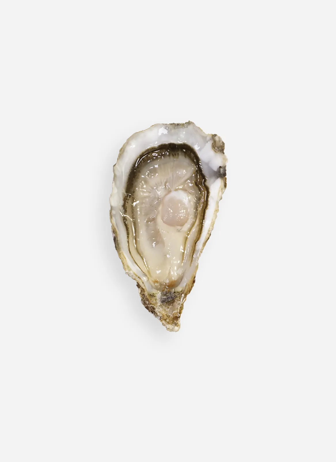 Ostras CLARA (Fine de Claire) de Francia