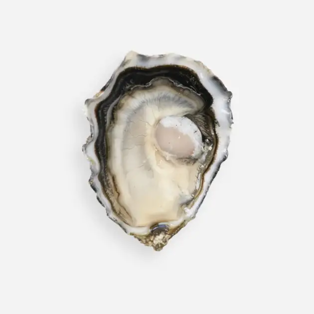Ostra FRATINI SPECIALE (Irlanda) abierta
