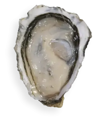 ostra blanca