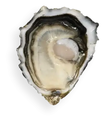 bombón oyster