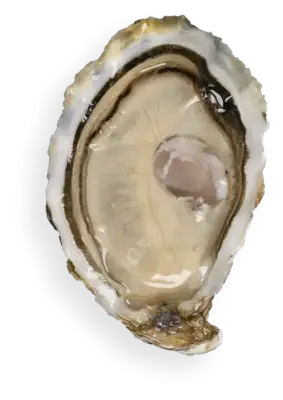 ostra calma