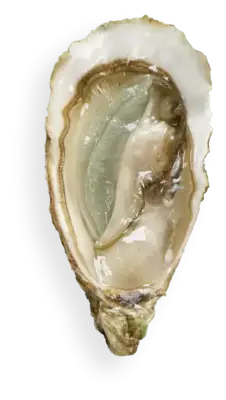 clara blue oyster