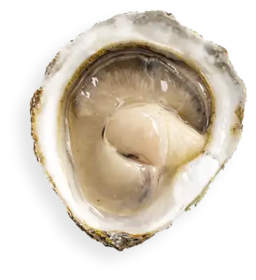 classic oyster