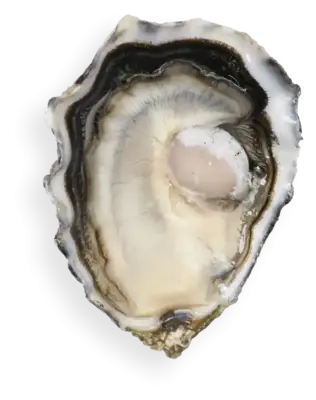 ostra espciale