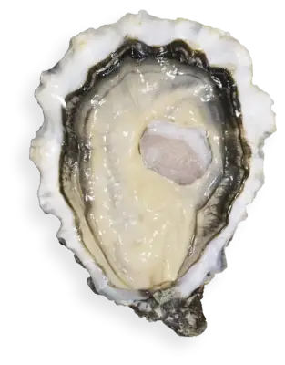 ostra ola